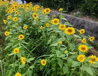 たなくさ農地保全みらいの会（菊川市）
