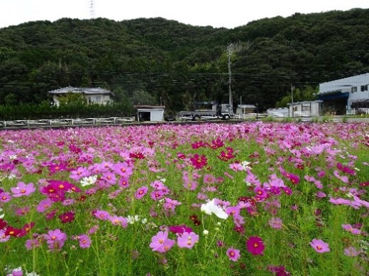 神座鵜網環境美化の会（島田市）