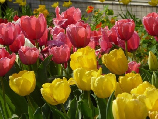 庄内地区環境保全対策協議会(浜松市)