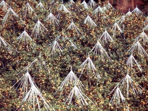 三ヶ日中部地区農地・水・環境保全管理協定(浜松市)