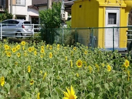 保福島・農地資源活用会(焼津市)