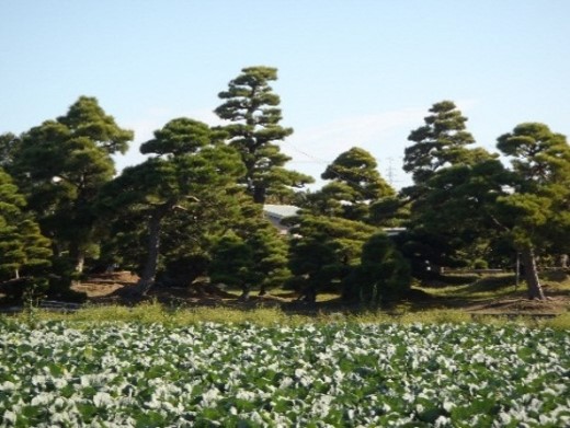 下善本村地区環境保全協議会(浜松市)