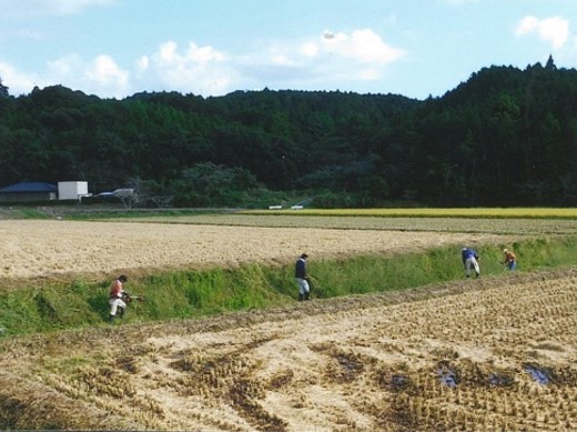 桜木西美農里ネット(掛川市)