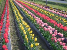 岩田故郷の会(磐田市)