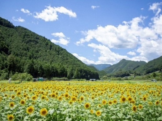 玉川景観保全クラブ（静岡市）