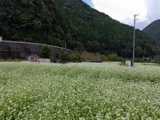 はばたけ大川（静岡市）