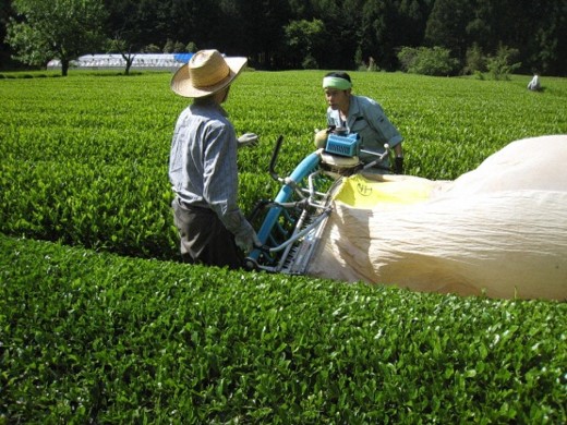 俵峰地域保全会(静岡市)