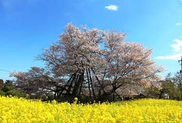 狩宿景観保全会（富士宮市）