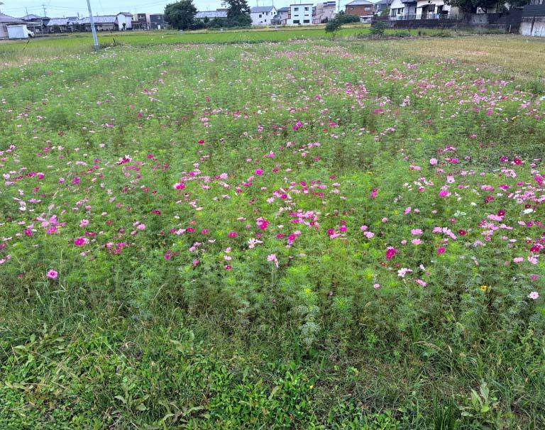 東町水環境委員会（島田市）