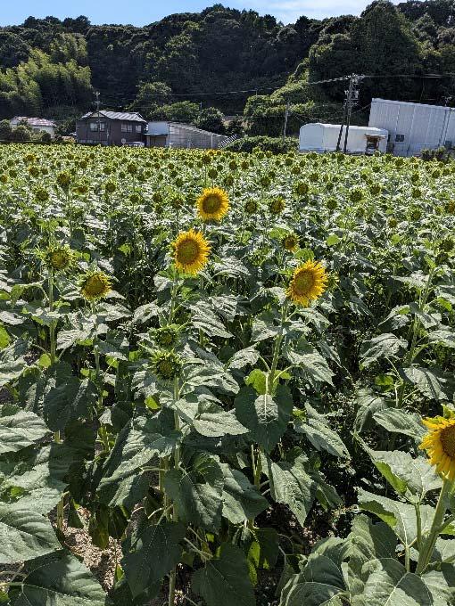 平川多面的機能向上活動組織(菊川市)