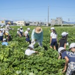 恩地町で小学生とサツマイモ栽培体験！
