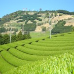 茶文字の里で話題の世界農業遺産　茶草場農法に挑戦！