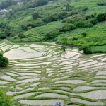 kurasawa_01