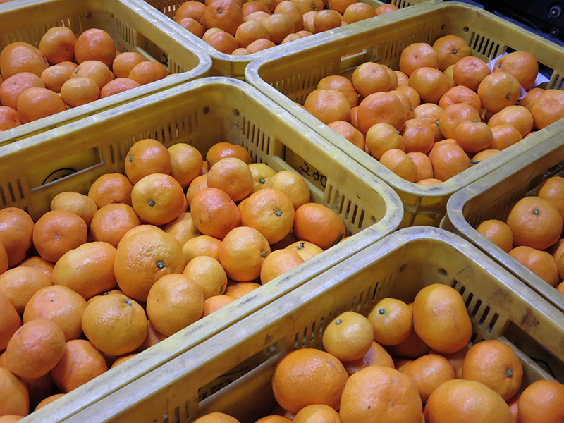 mikan
