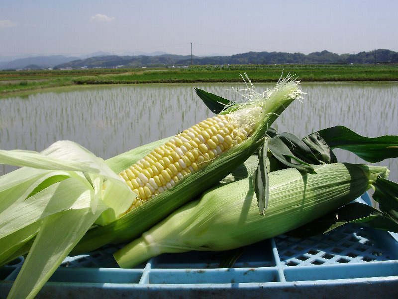 morokosi
