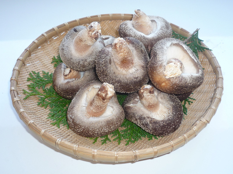 siitake