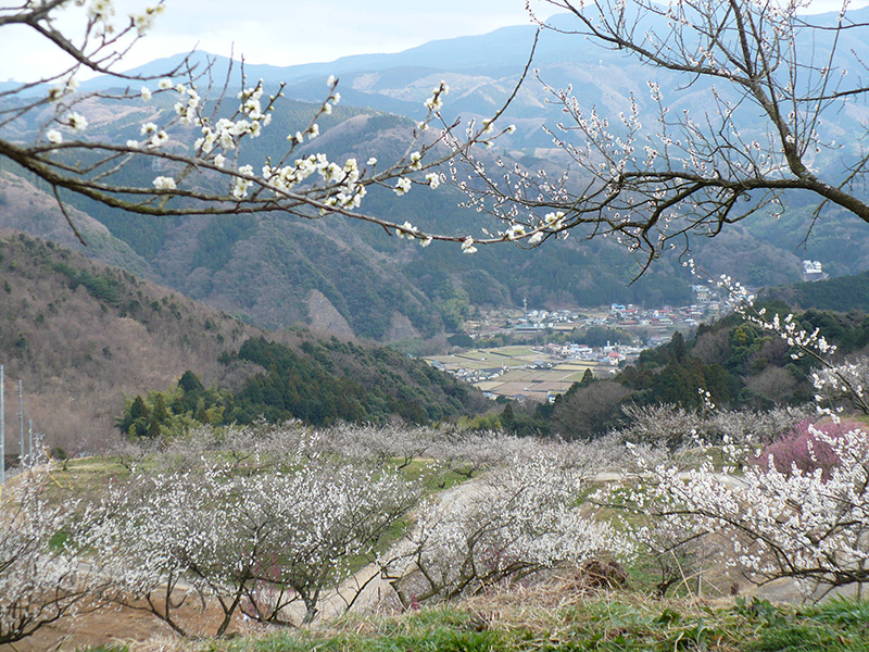 ume