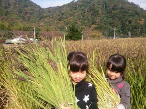 11月3日（祝木）伊豆市　美しく品格のある邑「いずのやね茅野」　棚田で稲刈り体験募集！