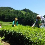 ５/１（日）～５/６（金）静岡茶発祥地！！奥長島だんだん茶畑でお茶摘み放題のイベントが開催されました！
