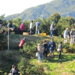12月11日（日）「ふるさとみかん山」収穫祭開催！