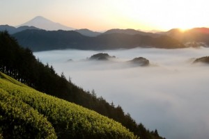 朝霧の両河内茶園