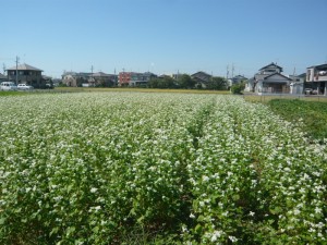 １そばの花（仮）