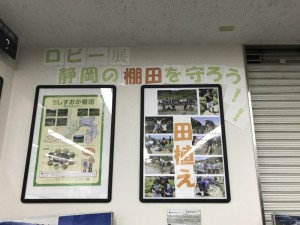 【しずおか棚田・里地くらぶ】三井住友信託銀行静岡支店のロビー展に協力しました！