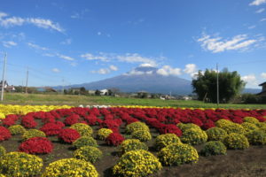 富士宮市 クッションマム 西洋菊 を見に行こう ふじのくに美しく品格のある邑 南条の里 終了 しずおか農山村サポーター むらサポ
