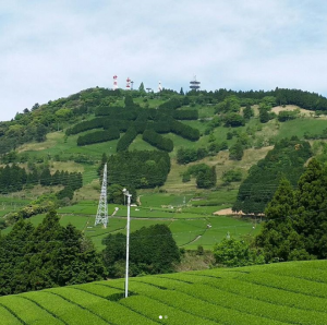 【邑グルメ】ふじのくに美しく品格のある邑「茶文字の里東山」の東山茶！