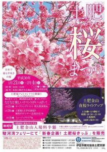【土肥】　日本一早咲きの桜　土肥桜まつり開催　［1月21日（日）～2月4日（日）］