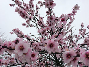 【藤枝市】3月21日（水）白ふじの里で「アーモンドまつり」が行なわれました