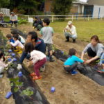【袋井市】沖山梨地区で「さつまいもの苗植え」体験が行われました！