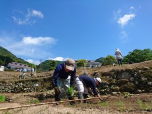 【松崎町】石部の棚田で田植え祭が開催されました！（美しく品格のある邑）