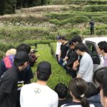 【静岡市】奥長島のだんだん茶畑でネッツトヨタ静岡株式会社が協働でお茶の収穫を行いました。