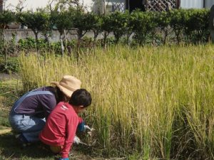 【申込締切10/17水】山の田んぼの米づくり　稲刈り編