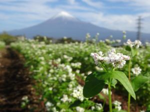 【富士市】岩本山・そばの花が見頃です！！