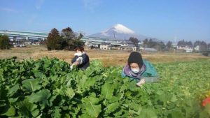 【御殿場市】水かけ菜の収穫が行われています！