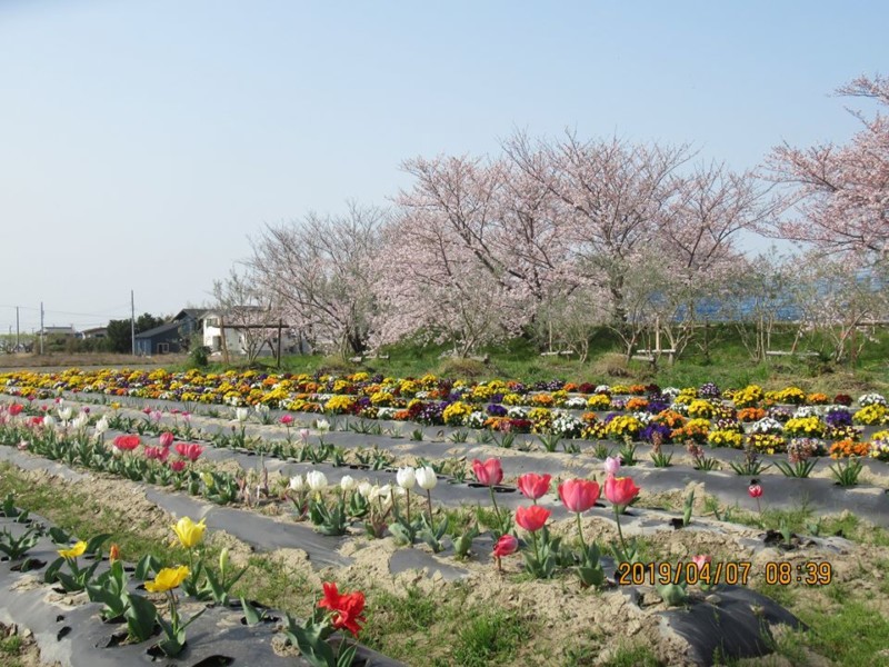 開催中止 磐田市 お花畑まつり 演奏会 終了 しずおか農山村サポーター むらサポ