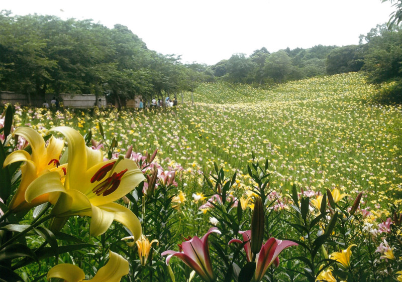 袋井市 可睡ゆりの園 開園 終了 しずおか農山村サポーター むらサポ