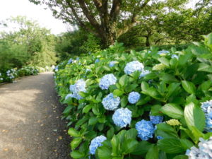 【富士市】岩本山公園あじさい見頃！