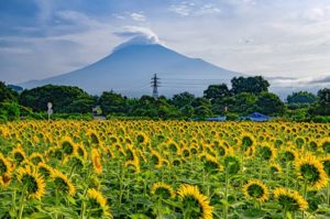 【富士市】かりがね堤のひまわり満開です！