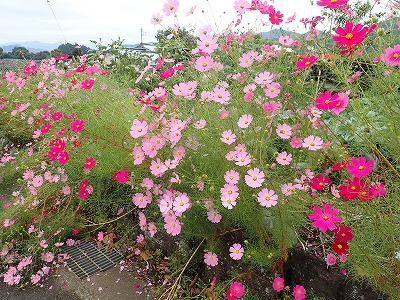 お花畑をテーマにした研修会を開催しました 東部地域 しずおか農山村サポーター むらサポ