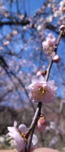 【藤枝市】ヤマメの里梅園で梅の花が楽しめます