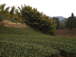 【静岡市】布沢の竹林と茶畑