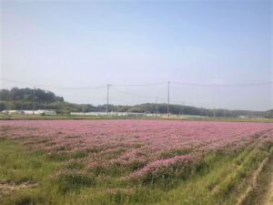 【浜松市】レンゲソウが見頃です！