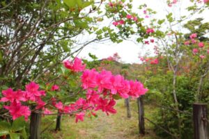 【浜松市】「渋川つつじ」が見頃です♪