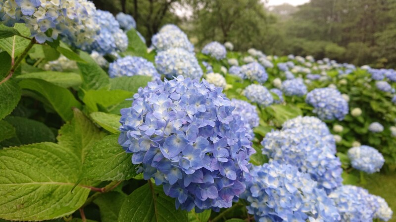 浜松市 フラワーパークでアジサイ ハナショウブが見頃を迎えます 美しい邑 西部地域 景観 しずおか農山村サポーター むらサポ