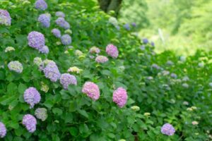 【浜松市】ささゆりとあじさいまつり