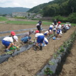 【浜松市】「奥山小学校さつま芋苗植え体験×なかまっこ」