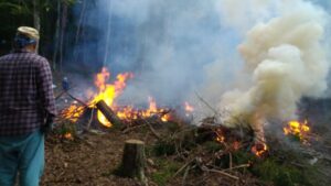 【静岡市】井川・小河内地区のヤボ焼き